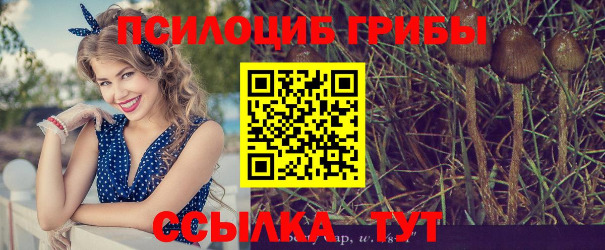 Кстово  Галлюциногенные грибы Psilocybine cubensis  Вход с VPN 